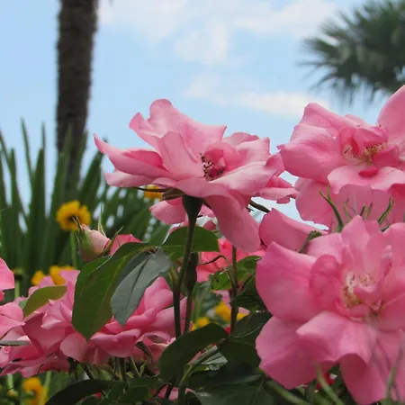 Palme 1 Διαμέρισμα