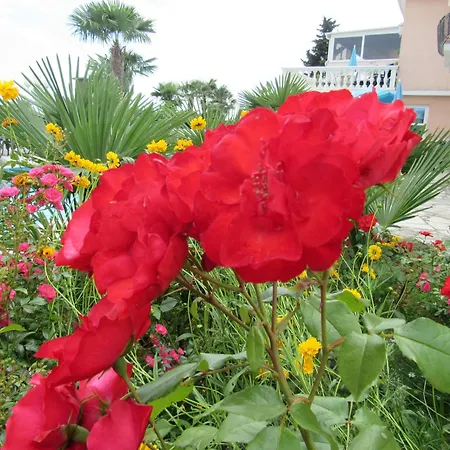 Palme 1 * Οπατία