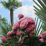 Lägenhet Palme 1 *