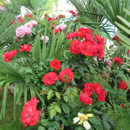Palme 1 * Abbazia