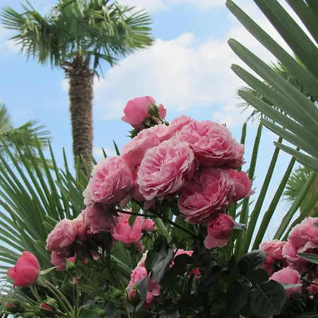 Διαμέρισμα Palme 1 *